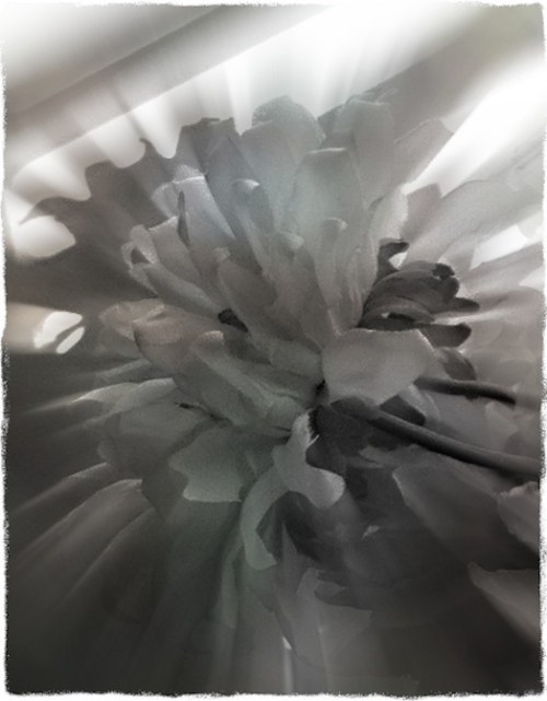 Sunflowers5_5protonmodbokeh1vertflipmidtonegrit