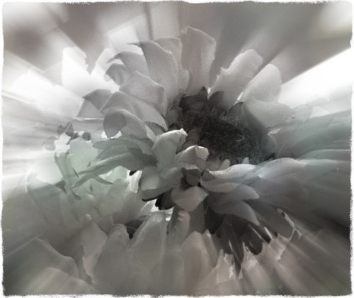 Sunflowers5_6protonmodbokeh1fullflipmidtonegrit