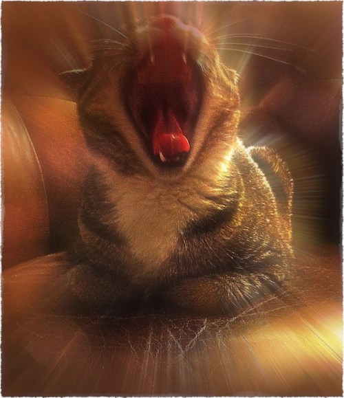 Yawningbokeh2midtoneglowfrayed