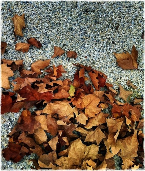 Barnesleavesbokeh1fullflip_2