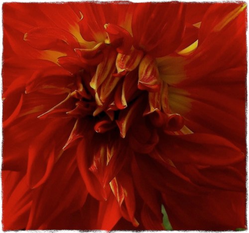 Enflamedflowerbokeh1vertflipmidtonegrit3cropdetail