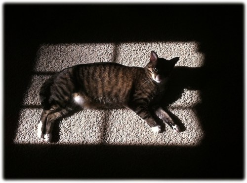 Lazysaturdaybokeh1fullflipmod_