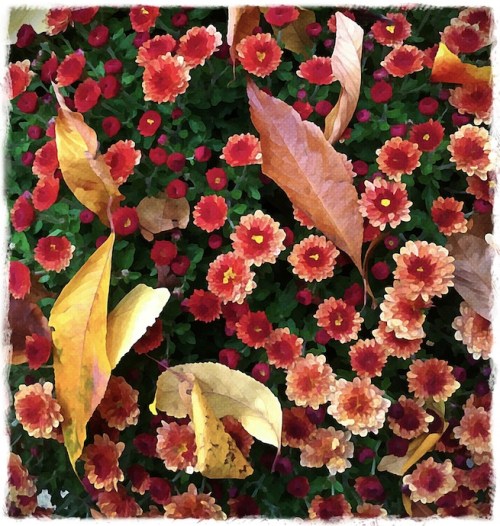 Leavesonmumsbokeh1satconbrite_