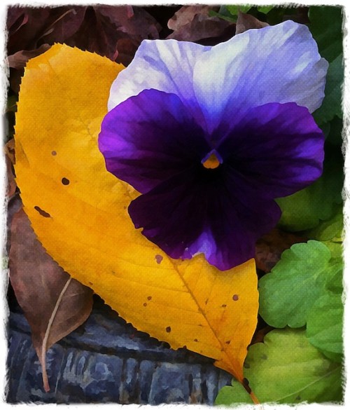 Pansyandyellowleafbokeh2fullfl