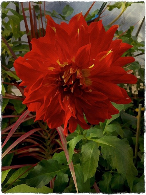 Redfloweroverpaintedbokeh1vertflipreborderedgrit_2