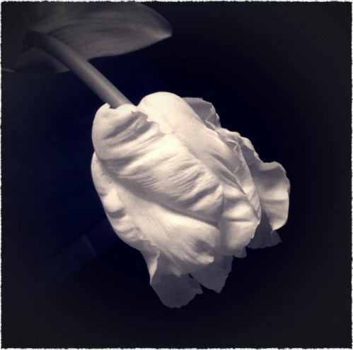 Silvergeltulip1frayed_2