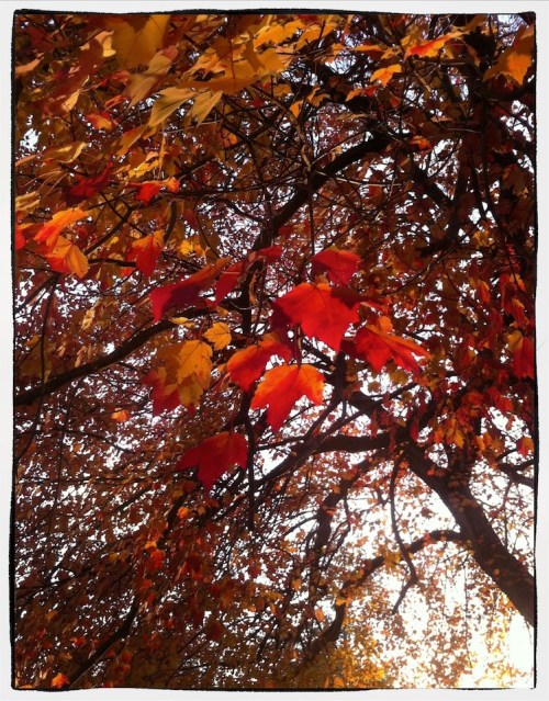 Autumnmorningbokeh2_2