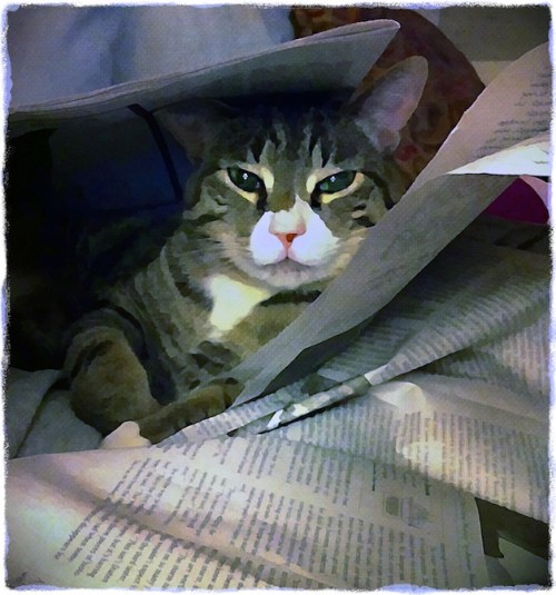 Deadtreemedia2bokeh1fullflipgr