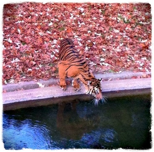 Drinkingtigerrebordered_2