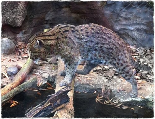 Fishercatbokeh1horzflipmidtone