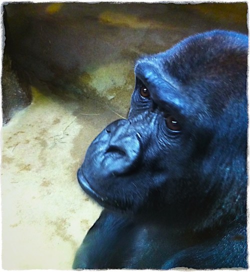 Gorilla2blueskymodgrit_2