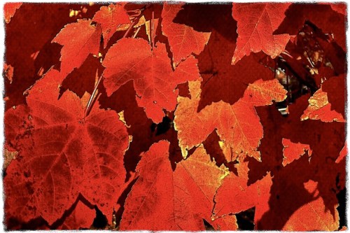 Leafstudy2bokeh1midtonesatcbri