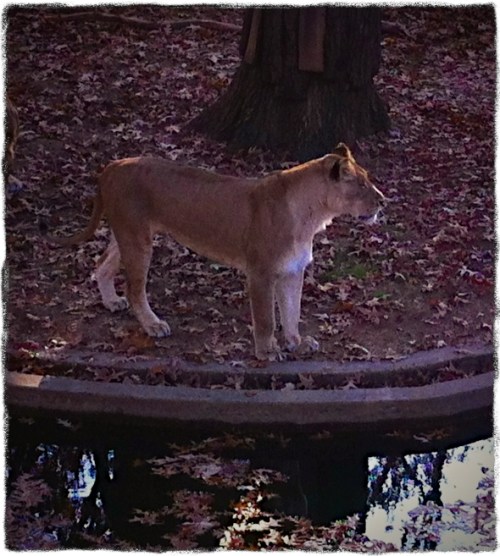 Lion1lomobokeh1verflipmidtoneg