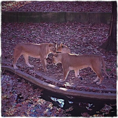 Lionessess2lomobokeh1vertflips