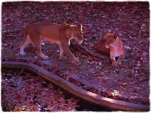 Lions3bokeh1vertflip_2