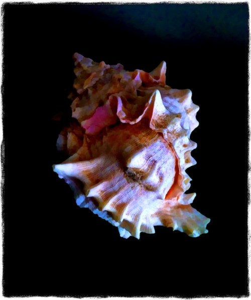 Shellcomposite1_2grit_2