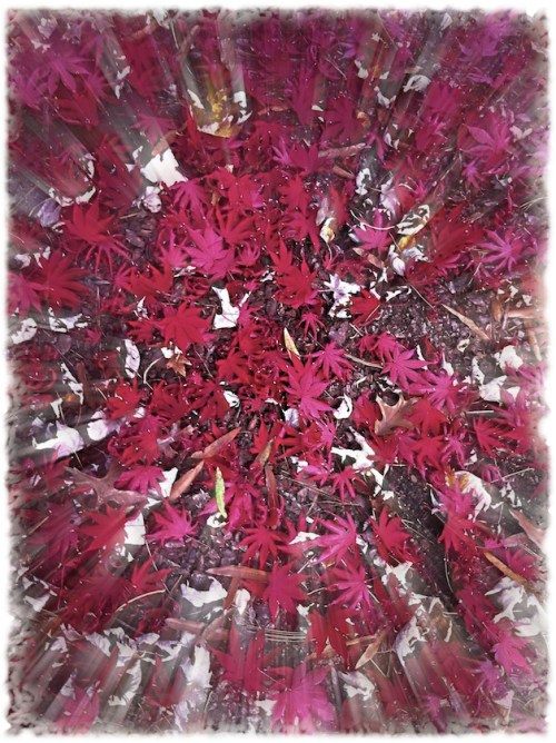 Strewnleaves2_2protonmodbokeh1