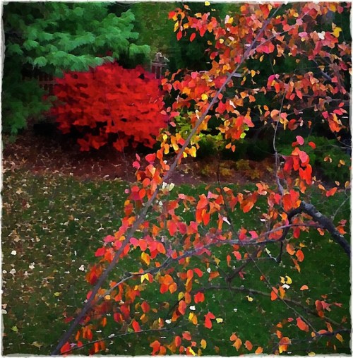 Twomaplesbokeh1vertflip_2