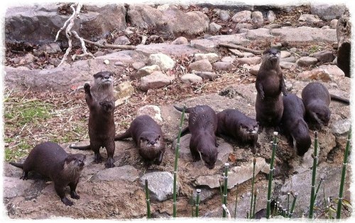 Wavingotterbokeh1fulllip_2