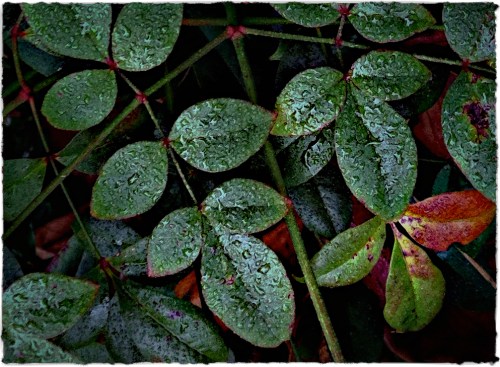 Berriesrawaltbokehblendedsatbr