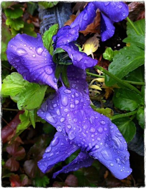 Bluepansey2bokeh1vertflipsharpengrit_2