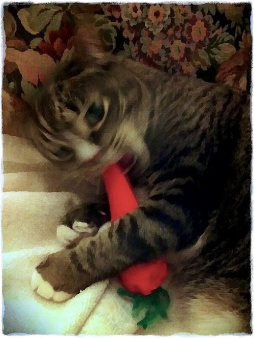 Catwithcatnipcarrotbokeh1gritmidtonesatbritecon_2