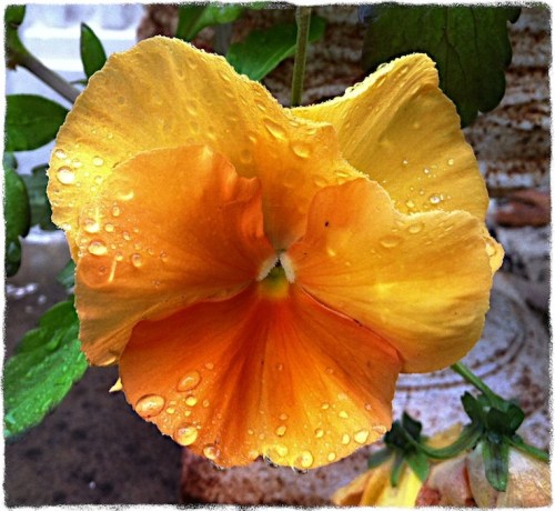 Goldpanseyinrain2bokeh1sharpenmidtonegritoldpaper_2