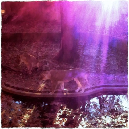 Lionesscompositegreenfilter2gr