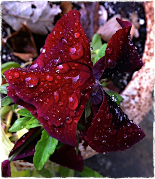 Russetpanseyaltbokeh2sharpengr