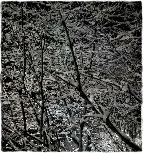 Snowbush1enfusion1_2