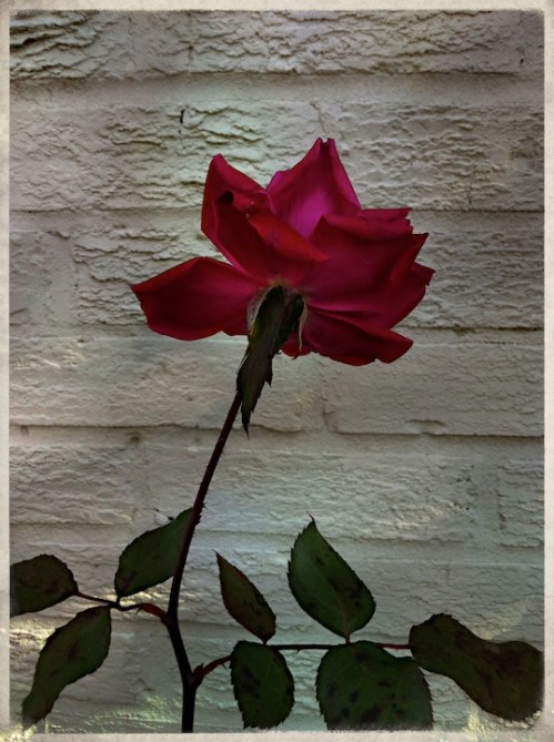 Winterrosebokeh3midtonegrainsh