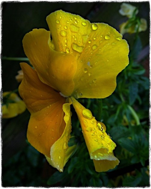 Yellowpansey2bokeh2horzflipsharpengrit_2