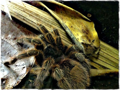 Browntarantulabokeh3sharpenmid