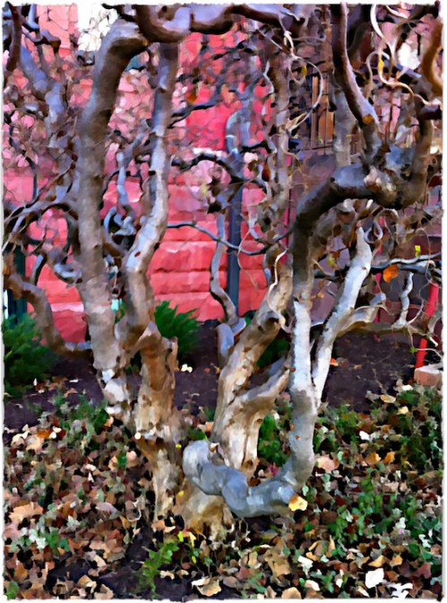 Dupontcirclegnarledtreebokeh1v