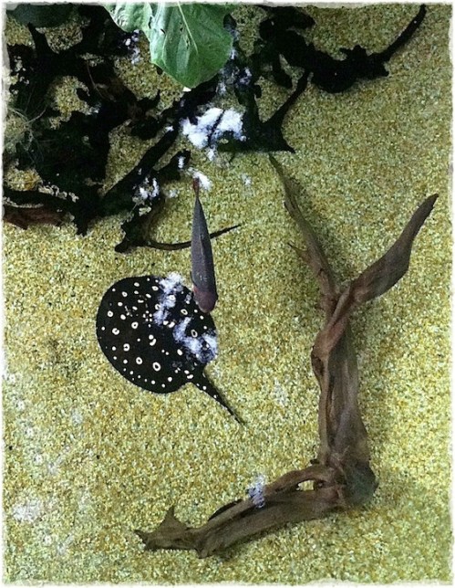 Fishandray2bokeh1midtone_2