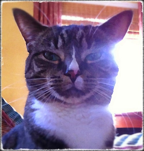 Highness1bokeh1_2japanesepaper