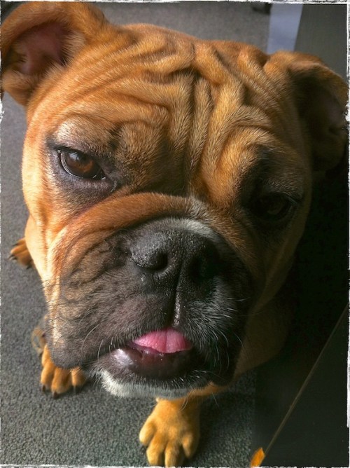 Lola4bokeh1horzflipgrundgy_2