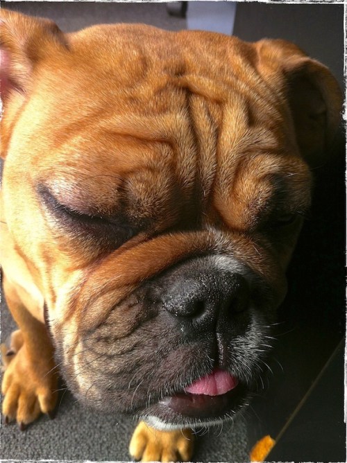 Lola5bokeh1horzflipgrundgy_2