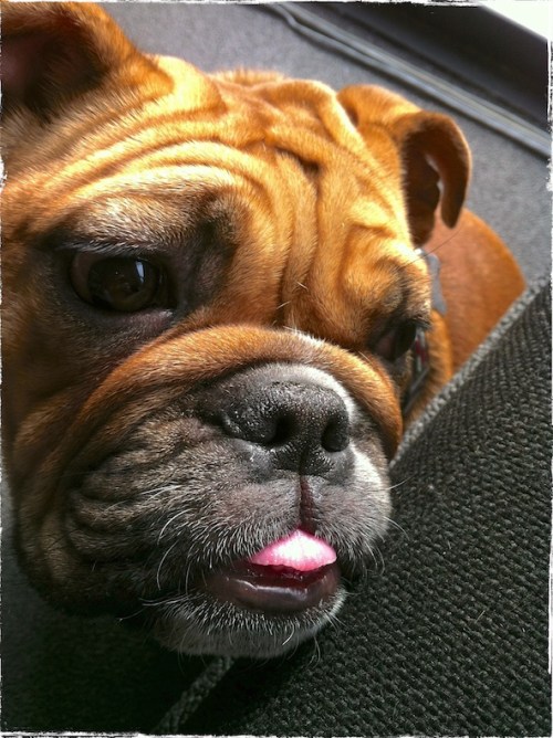 Lola7bokeh1horzflipgrundgy_2