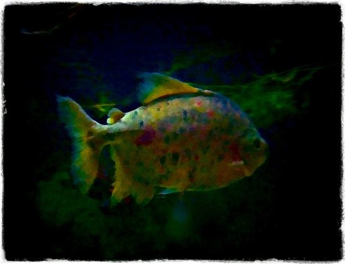 Perpetualtwilightsatbriteconmi