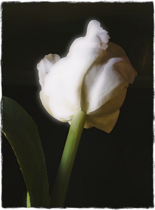 Tuplip3bokeh1fullflipmidtonesa