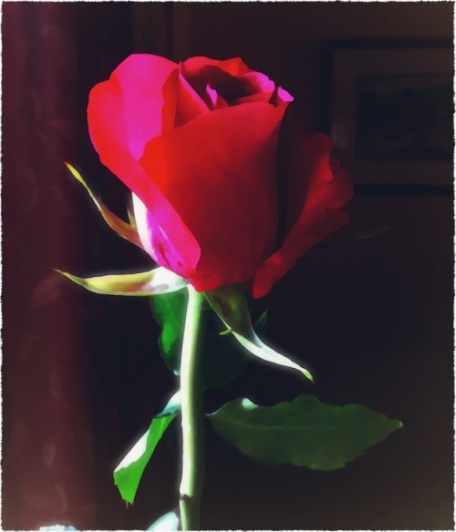 Vdayroseintact2frayed