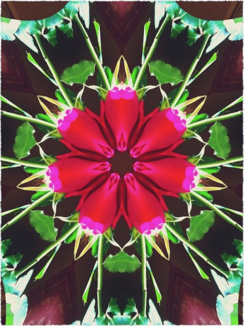 Vdayrosesdeconstructed1_2fraye