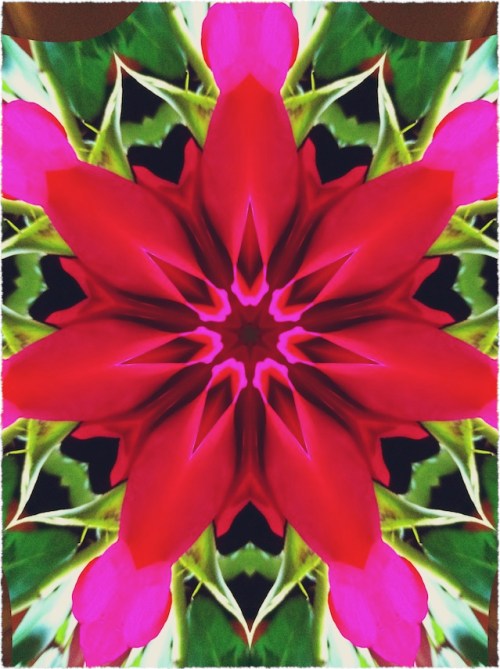 Vdayrosesdeconstructed3_2frayed