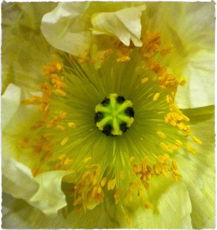 FlowerBurstBrushupSquare 2