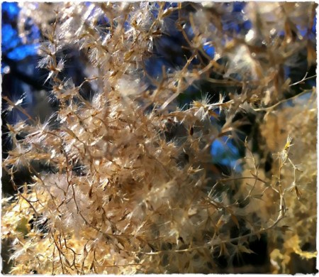 OrnamentalGrass1Bokeh1CroppedBrushup 2