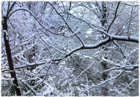 SnowLimbs3Bokeh1vertflipMidtoneGrit2b 2