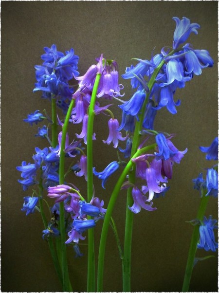 BlueAndPinkBellsRetouched2Bokeh1horzflipMidtoneFrayed2 2