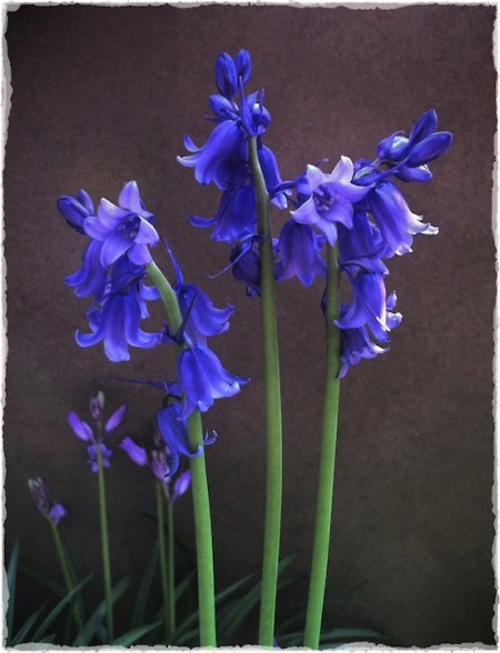 BlueBellsBokeh2verflip 2