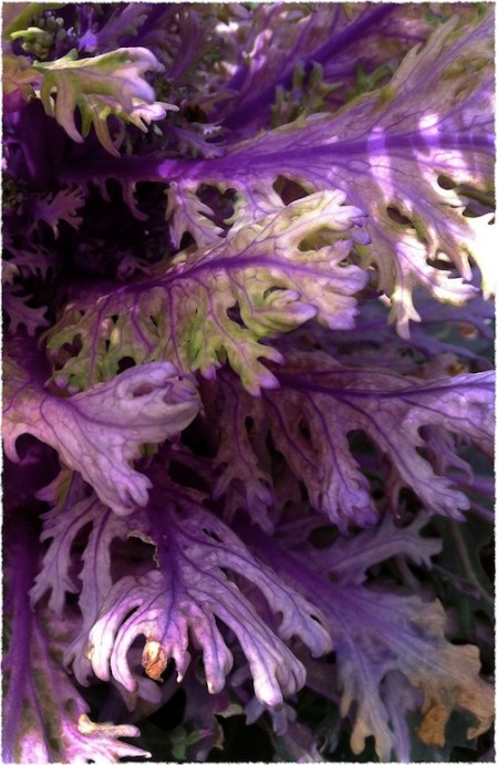 CabbagePlant1Bokeh1Frayed 2